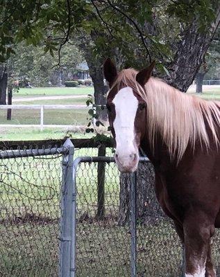 Our sweet horse before the accident.