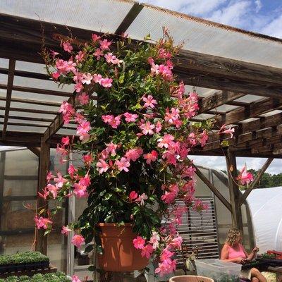 Pretty in Pink Mandevilla