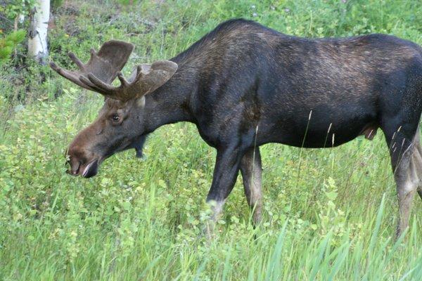 Moose on the Loose outside Lincoln