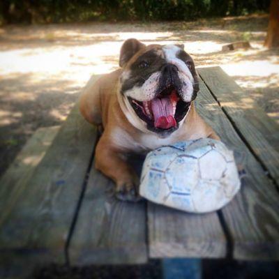 Booker chills out at the dog park.