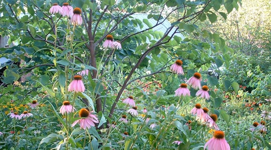 Home/office wildflower meadow.