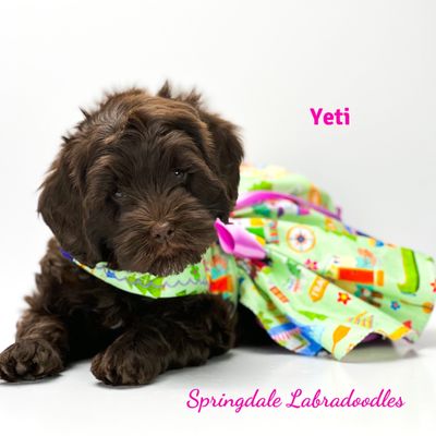 Springdale Labradoodles Australian Labradoodle Puppy