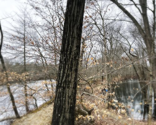 Small stretch of land between Central Pond and Gammino Pond