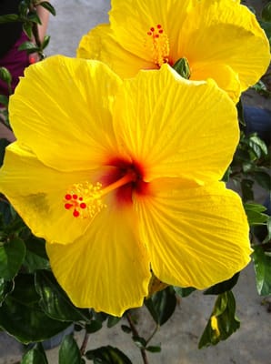 hibiscus