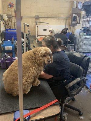 This is Tomasita. Getting this cocker spaniel ready for his bath.