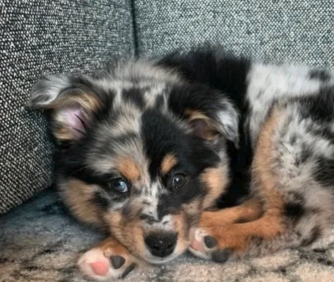 Beautiful Mini-Aussie puppies need help learning to be alone.  It's  important to start young and train slowly how to be alone.