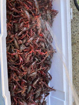 Nice size crawfish for Mother's Day