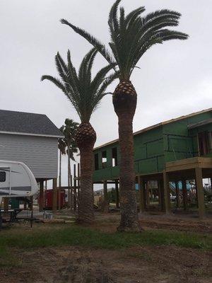 Palm tree moving specialists