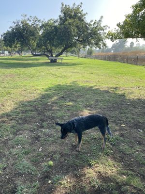 Confused cause no other dog owners would let him play...