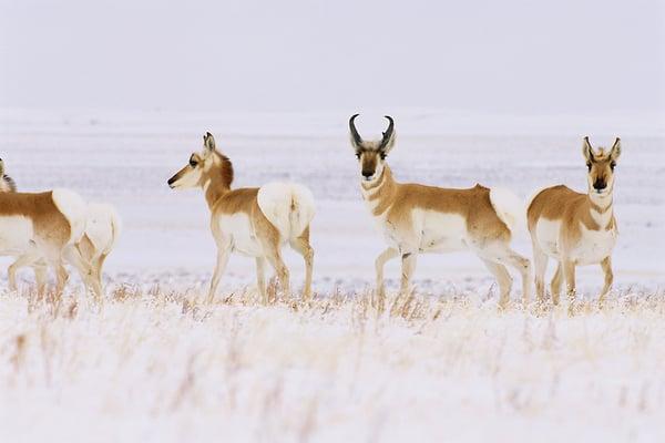 Winter Pronghorn Antelope at Custer State Park