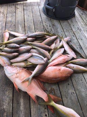 Mutton and yellowtail snapper