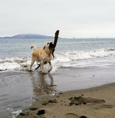 Crissy Field