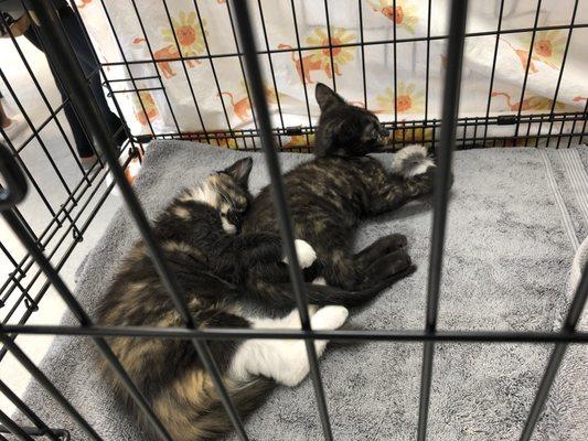 10/6/19 kittens for adoption