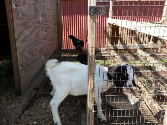 " Chicken Little " the baby goat got his name cause he likes to play with the chickens and hang in the coop lol