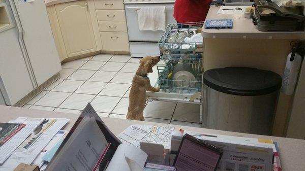 The young Years Gracie These dishes just are clean enough for the dishwasher