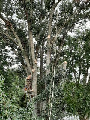 We have qualified and certified arborist, some of the area's Best tree surgeons, employed with us All American Tree Service!