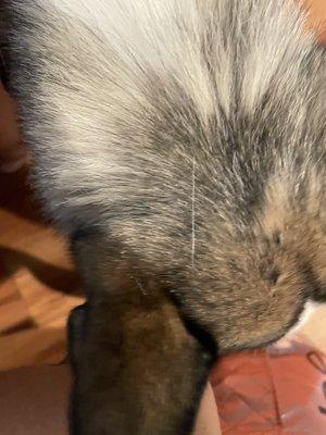 Balding area and clumping where fur is falling out in her mane.