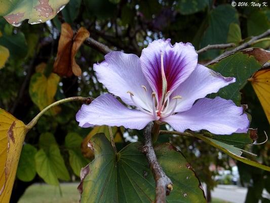 Beautiful flowers grow on the grounds of the church!