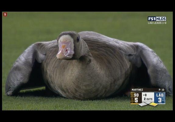 Just captured this high resolution picture of a goose on the football field while Downey was getting their asses kicked!