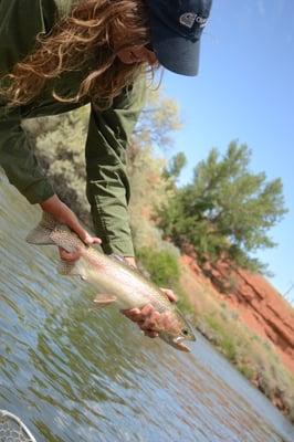 Bighorn Rainbow on a dry fly