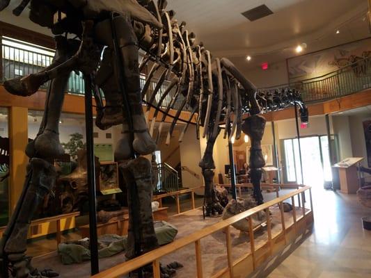 Apatosaurus, largest land animal and one of the most complete skeletons