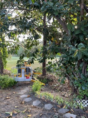 Rubber Tree removal.