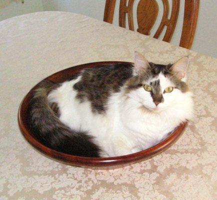 Gracie found the bowl on the dining table the very first week after being adopted in FL in 2010.