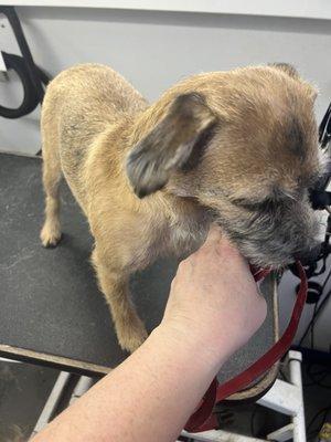 Buttercup the Border Terrier's first full hand-strip!