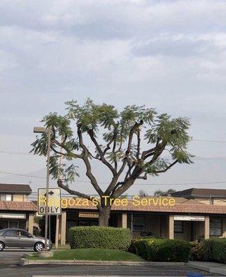 Tree trimming done by our certified cutters