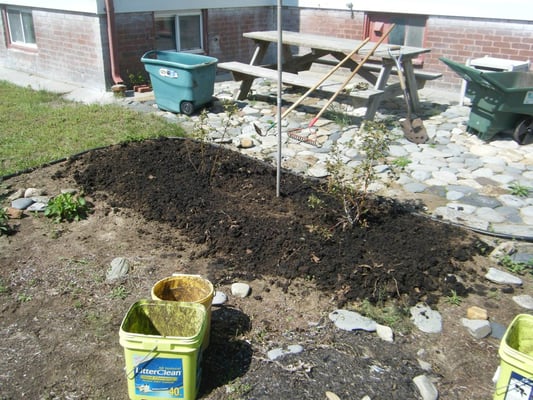 Our blueberry bushes likes compost