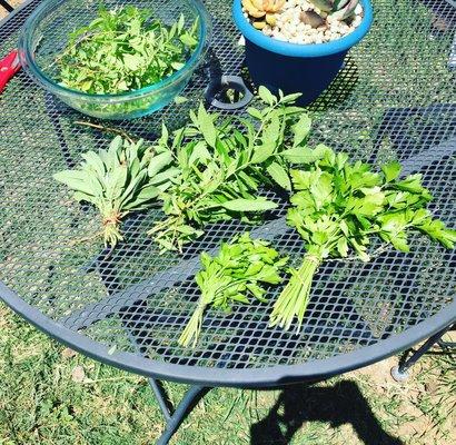 Homegrown Organic Herbs for tea and seasoning!