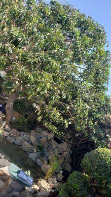 Class Two Lychee Tree Pruning