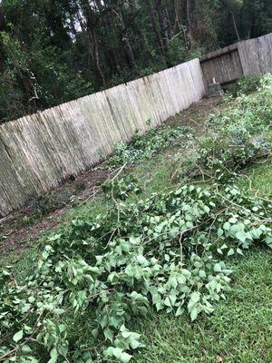 Fence line clean up