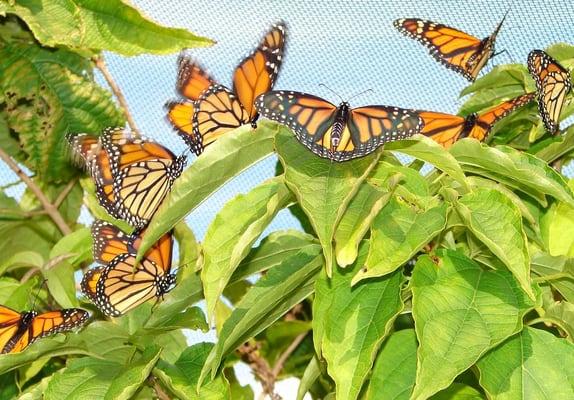 Tree full of Monarch Butterflies