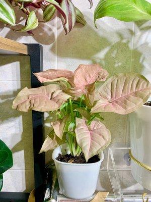 Pink Syngonium I brought home. So beautiful and healthy!