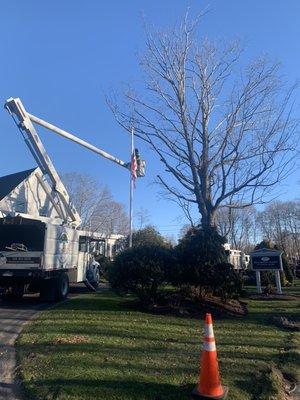 Maple removal