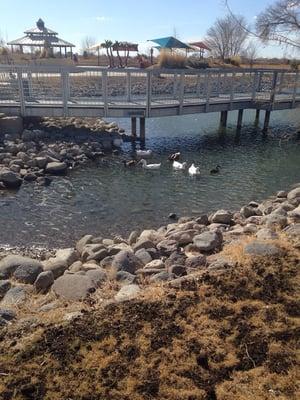 Ducks at the little pond