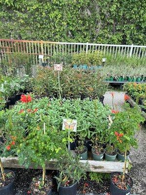 A variety of milkweed