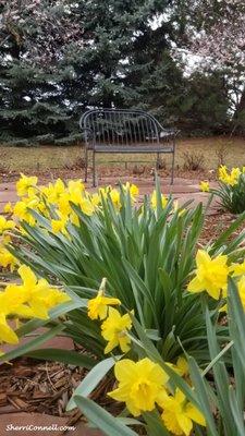 Daffodils in the Garden. Porter Hospice at the Johnson Center.