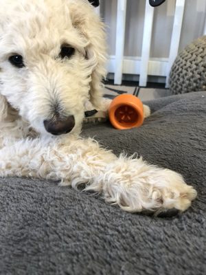 All dogs love a good interactive toy after a bath at WOOF! While waiting to be picked up!