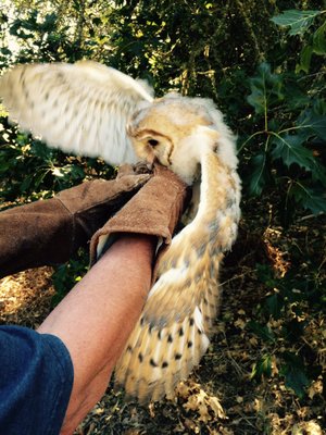 Barn Owl renest with Bird Rescue Center