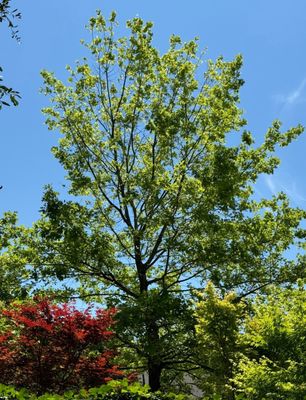 Our Tree in 2024. Struggled to bloom and it is missing so many leaves.