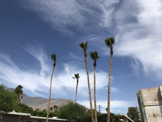 Palm Desert Tree Service