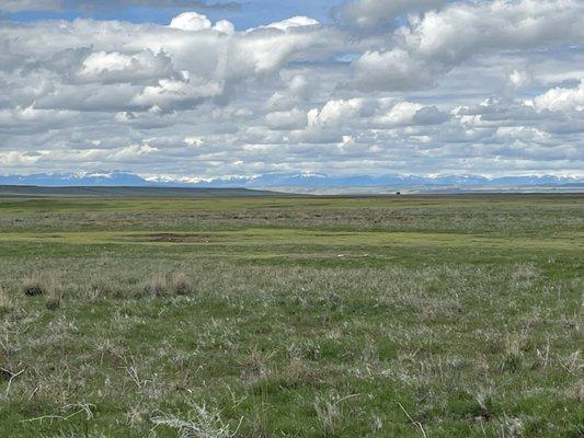 Prairie dog town