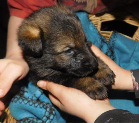 Three week old female dark sable puppy.