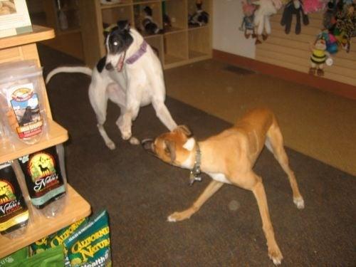 Mazie and Fenway romping in the store!