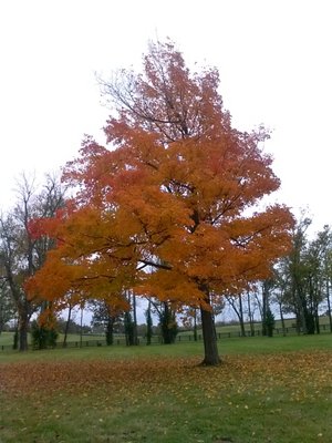 Tree trimming