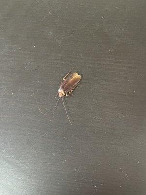 the cockroach that went across my chest.