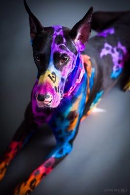 "Famous Fiona" #famousfiona Summer Wilson the owner of So Cal Grooming three-year-old great Dane