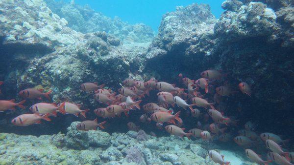 Soldierfish